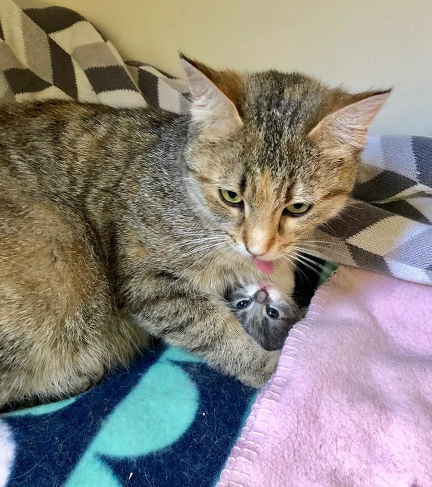 кошка и трое котят