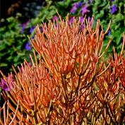 Молочай тирукалли (Euphorbia tirucalli) Молочай тирукалли (Euphorbia tirucalli)