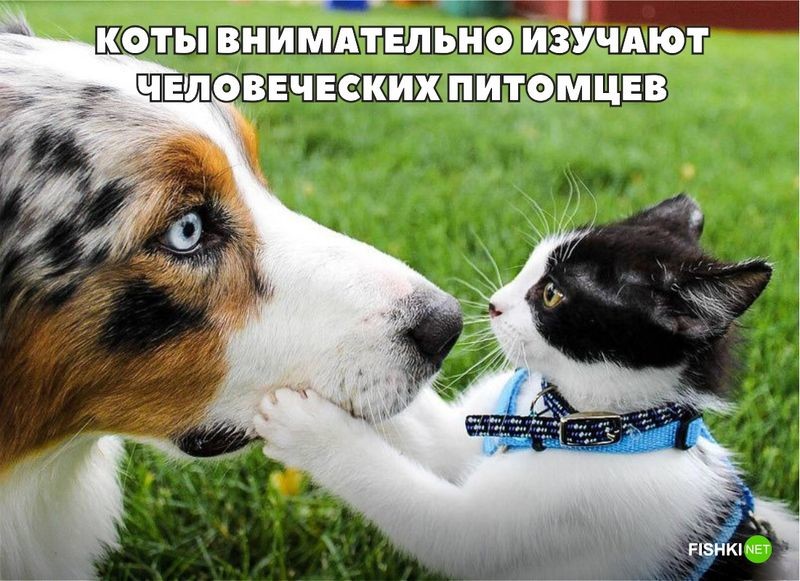 20 фотографий, доказывающих, что кошки медленно превращаются в людей 20 фотографий, доказывающих, что кошки медленно превращаются в людей кот, юмор