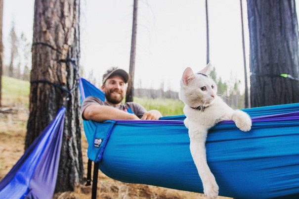 В поход с кошками