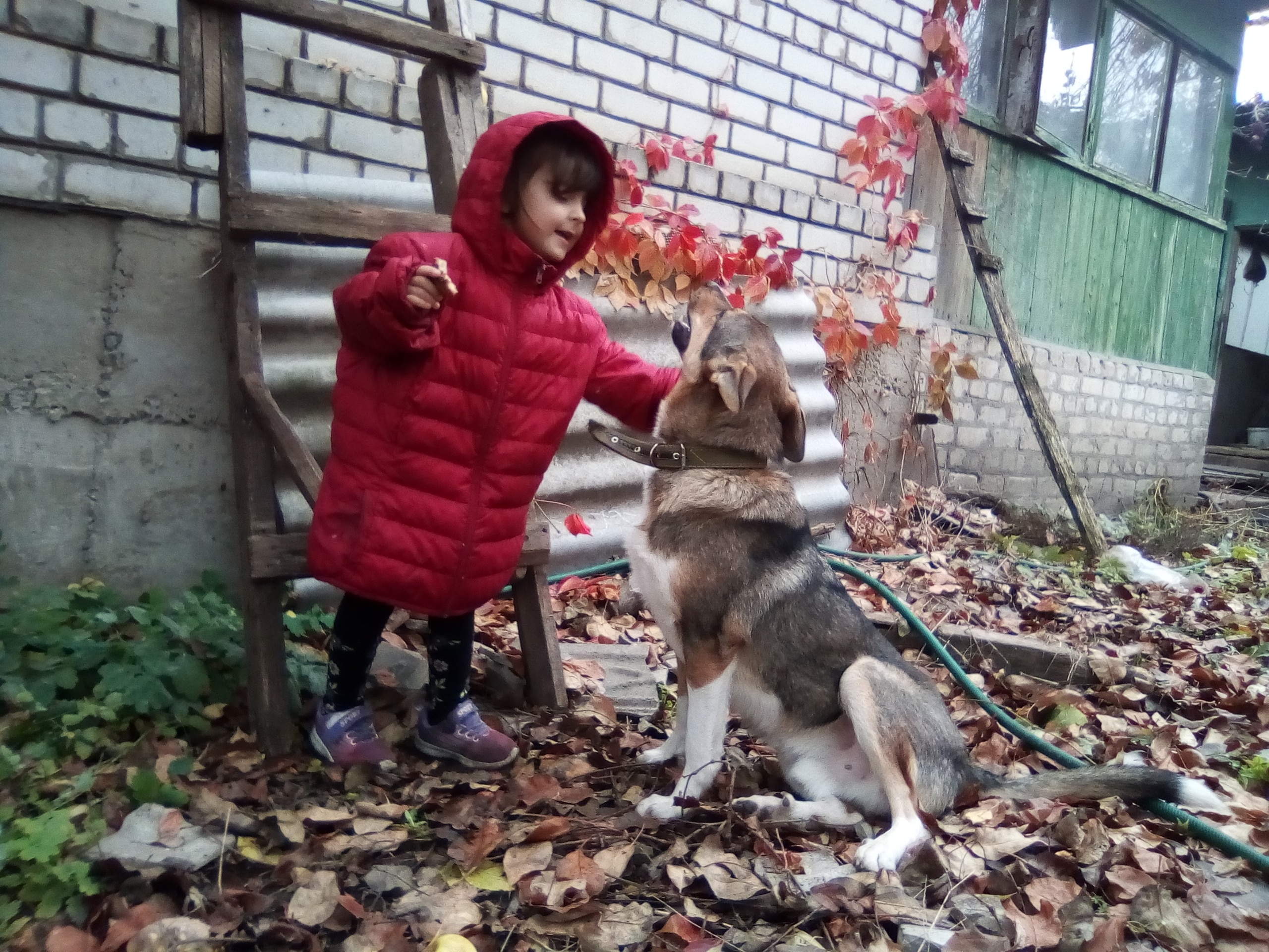 пса сбила машина пес и девочка