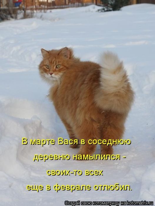 Самые весёлые котоматрицы)) Самые весёлые котоматрицы))