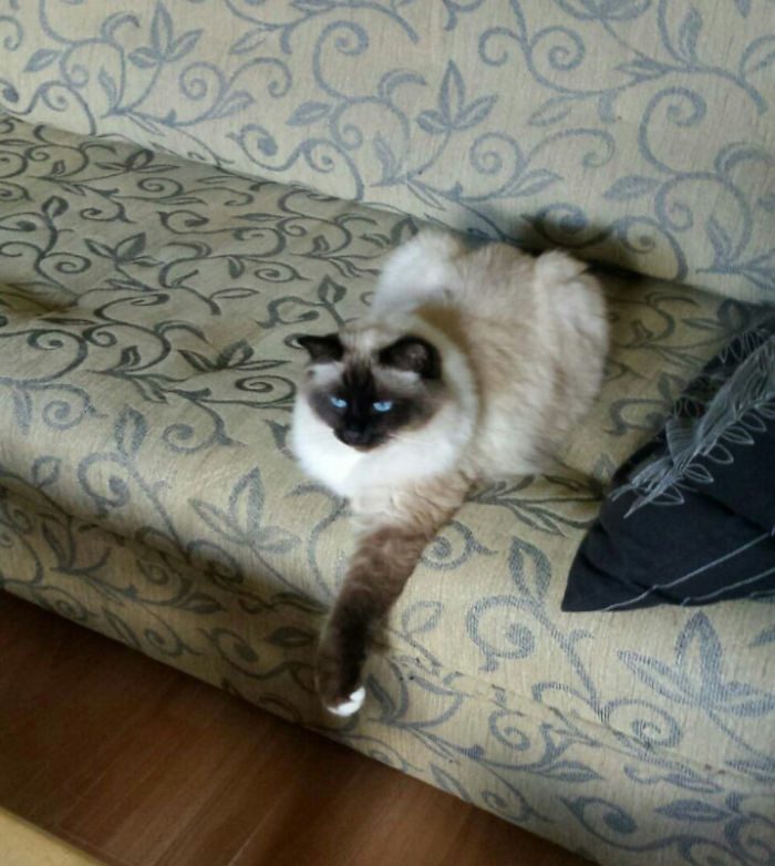 Котопост