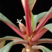 Молочай беложильчатый (Euphorbia leuconeura) Молочай беложильчатый (Euphorbia leuconeura)