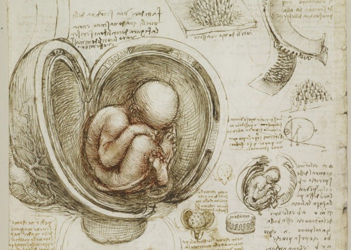 Анатомические рисунки Леонардо да Винчи. Анатомические рисунки Леонардо да Винчи.