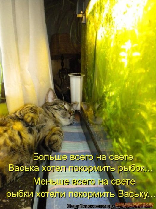 Котоматрицы великолепные, каждая с кусочком позитива и хорошего настроения!!! Котоматрицы великолепные, каждая с кусочком позитива и хорошего настроения!!!
