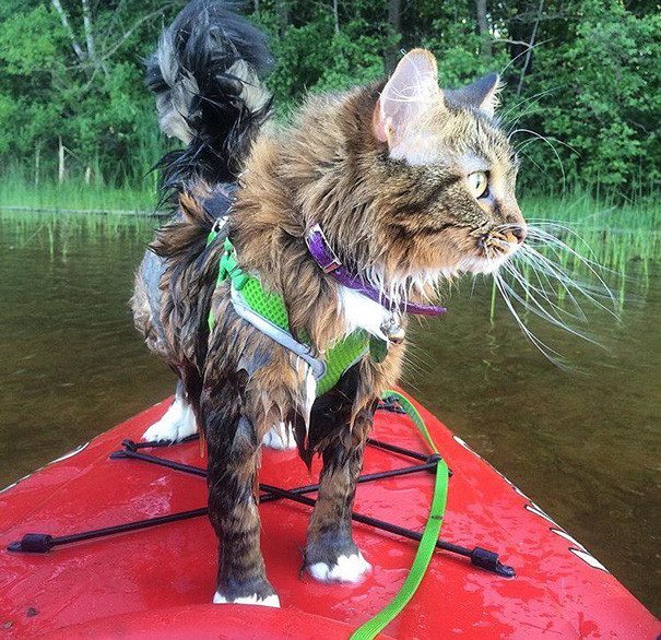 В поход с кошками