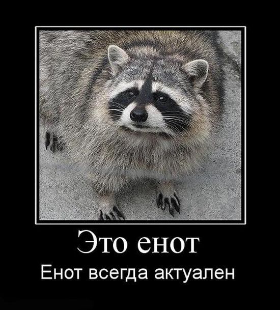 Свежие и позитивные демотиваторы для хорошего настроения (11 фото) Свежие и позитивные демотиваторы для хорошего настроения (11 фото)