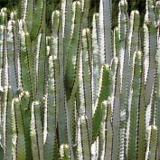 Молочай канарский (Euphorbia canariensis) Молочай канарский (Euphorbia canariensis)