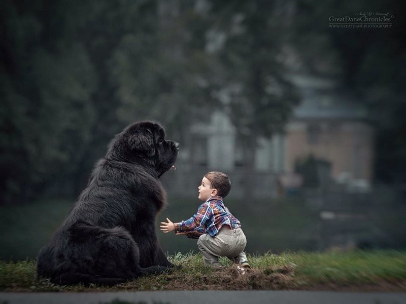 Дети и большие собаки в фотографиях Андрея Селиверстова дети, животные, собаки
