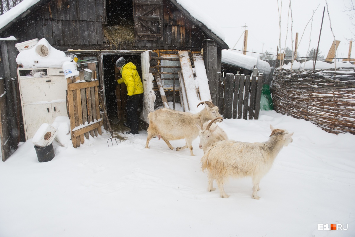 Хотела корги, подарили енотовидную собаку: репортаж из уральской деревни, где живёт необычный зверь