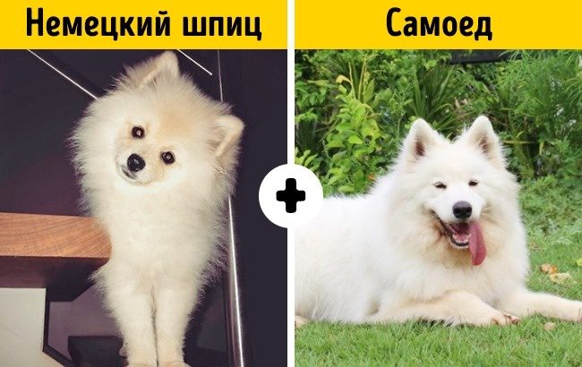 Породы собак, о которых никто не знает