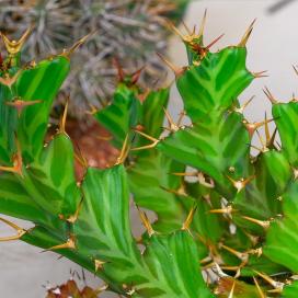 Молочай крупнокорневой (Euphorbia clavigera) Молочай крупнокорневой (Euphorbia clavigera)
