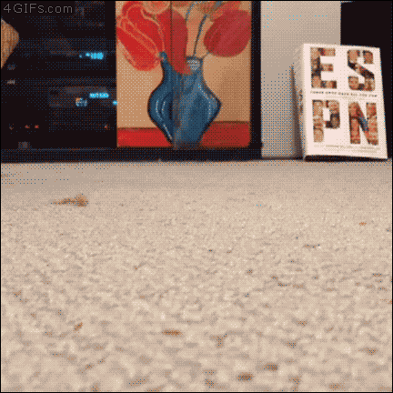 GIF-доказательство, что коты - чертовски весёлые ребята GIF коты юмор