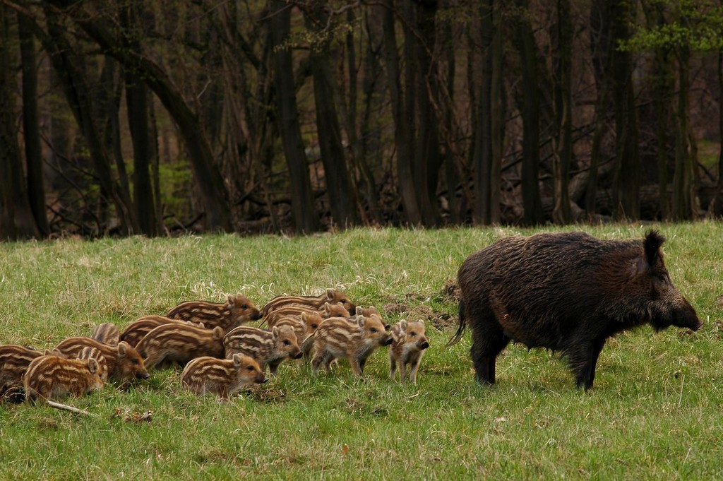 Lainzer-Tiergarten6.jpg Lainzer-Tiergarten6.jpg