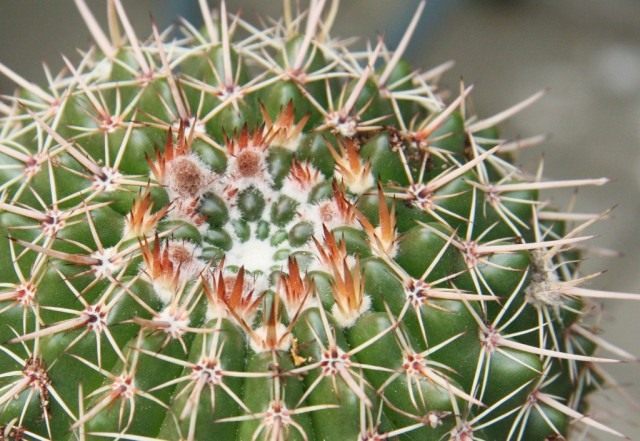 Пародия сосочковая, или Нотокактус сосочковый (Parodia mammulosa, syn. Notocactus mammulosus)