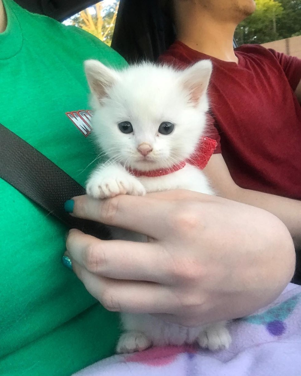 Без кота и жизнь не та