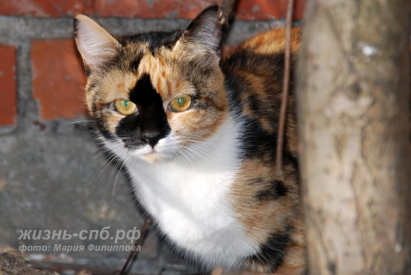 Город котов: мартовские коты покорили юного фотографа