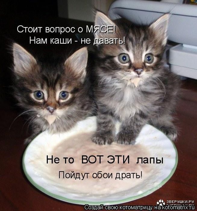 Самые весёлые котоматрицы)) Самые весёлые котоматрицы))