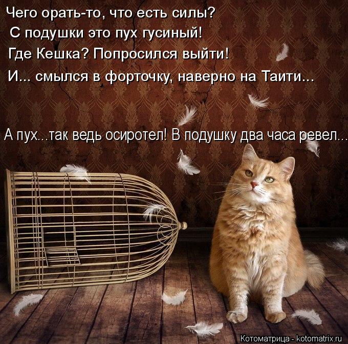 kotomatritsa_w (680x671, 431Kb)