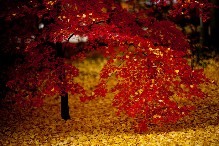 4142761079_505599f263_b (800x565, 604Kb)