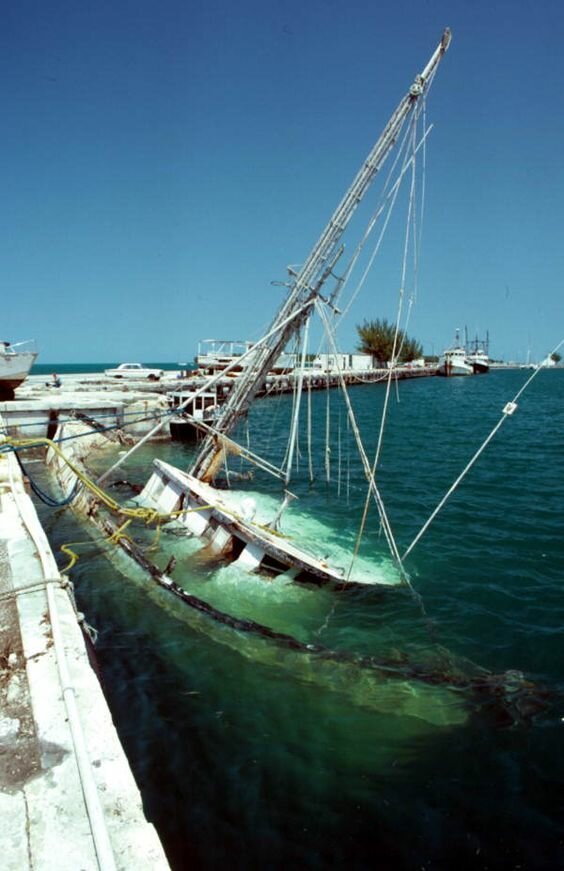 30 фото о жизни и смерти коней моря 30 фото о жизни и смерти коней моря