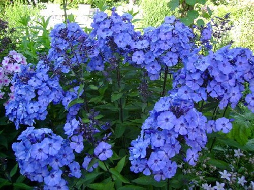 флоксы флоксы