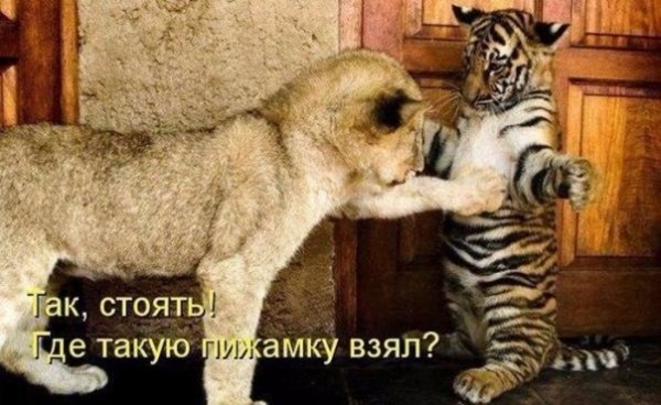 Красивые фото забавных зверюшек # 20