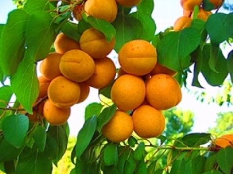 КАКИЕ ДЕРЕВЬЯ И ПОЧЕМУ ЛУЧШЕ САЖАТЬ ОСЕНЬЮ КАКИЕ ДЕРЕВЬЯ И ПОЧЕМУ ЛУЧШЕ САЖАТЬ ОСЕНЬЮ