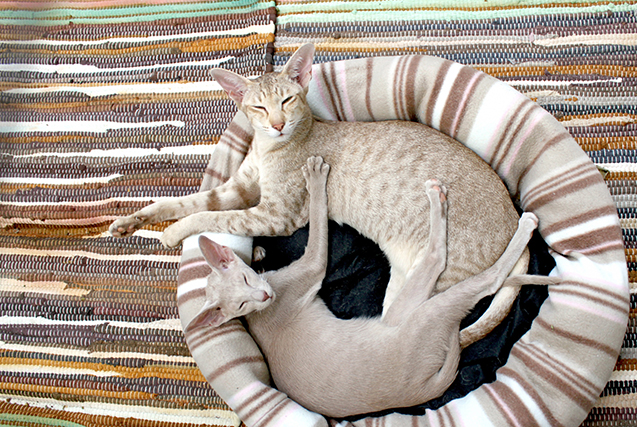 siamese_cat_couple_lie_rug_107371_2560x1600 Замечательная история о том, как кот наладил личную жизнь своего хозяина
