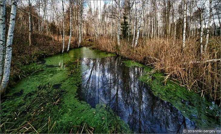 деревья в лесу вокруг озера на болоте