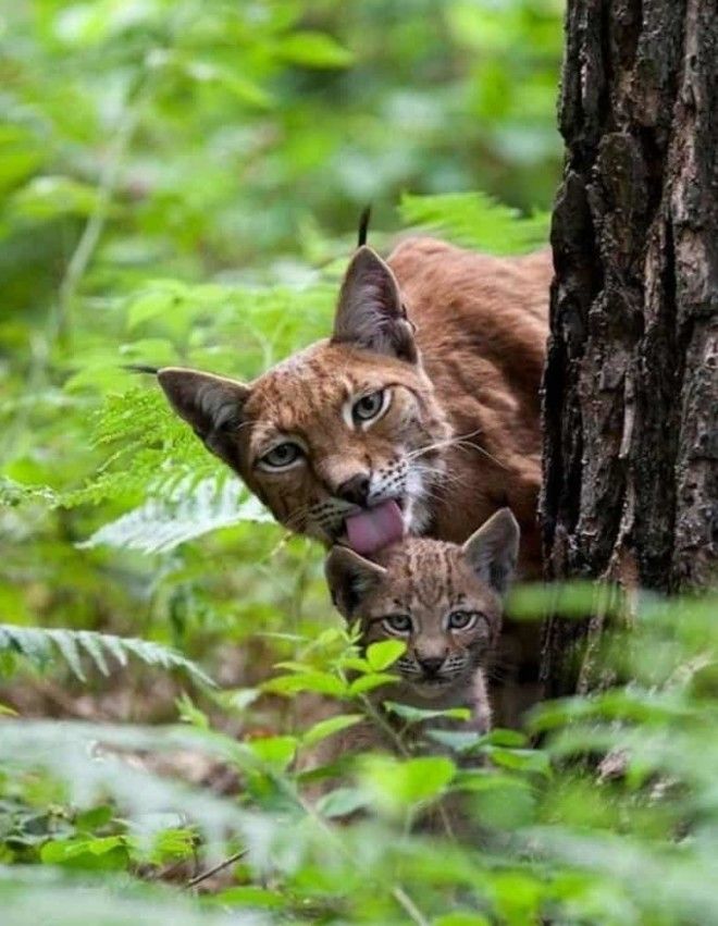 15 харизматичных животных которые покорят вас одной своей фотографией