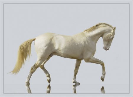 Фото лошади изабелловой масти