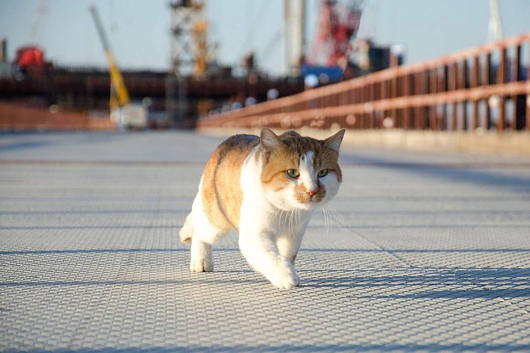 "Без меня тут никакой дисциплины!" Фото: Кот Моста/Facebook