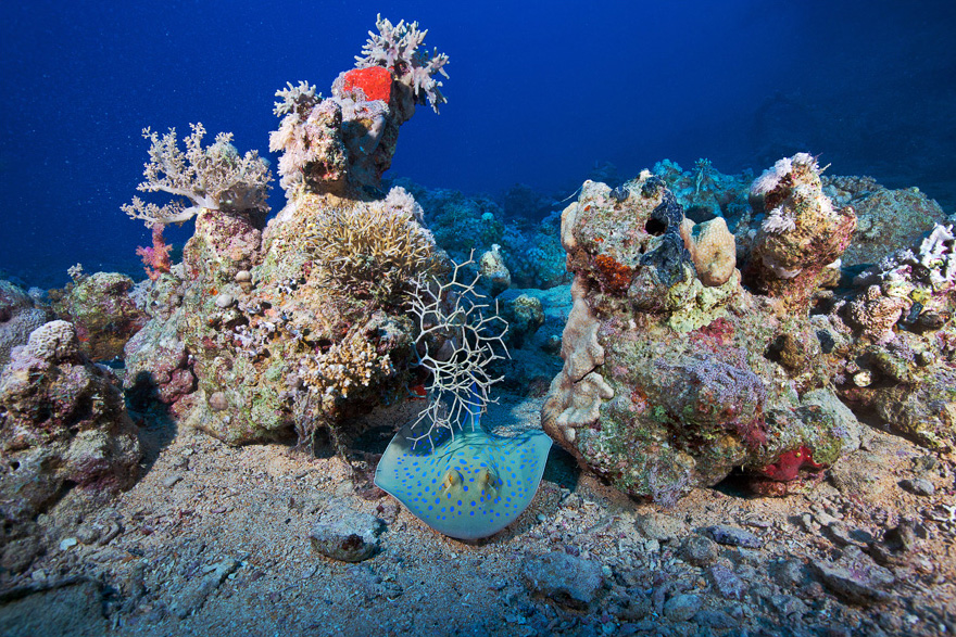 Подводный мир Красного моря Подводный мир Красного моря
