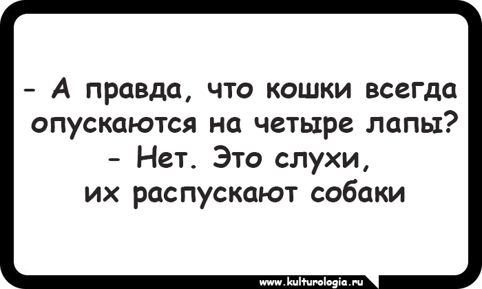 15 открыток, которые будут близки и понятны поклонникам котиков