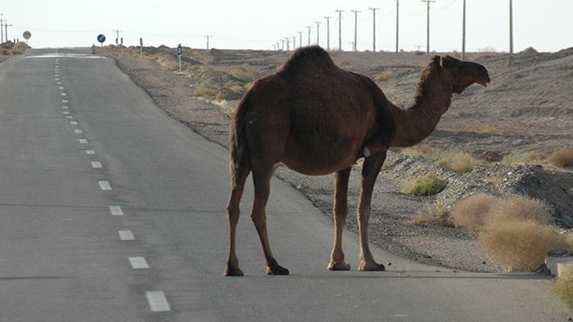 Пять человек погибли в результате столкновения Range Rover с верблюдом в Казахстане