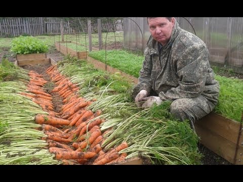 Как на 2,4 м² получить урожай моркови, которого хватит до следующего сезона