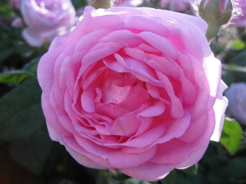 Цвет Чайной Розы Фото Цветов