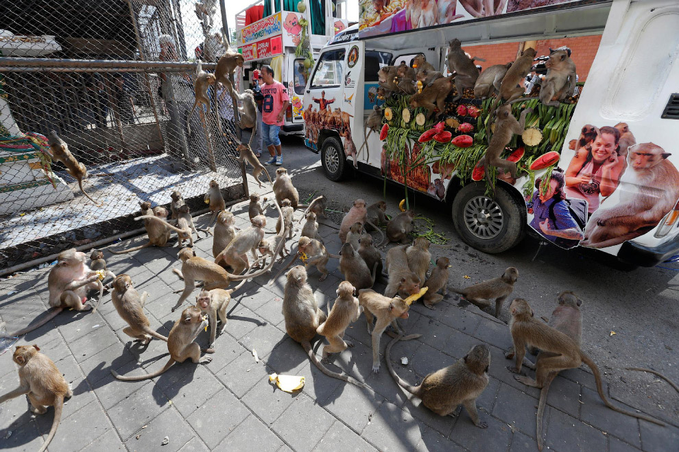 Monkey Buffet Festival: пир для обезьян