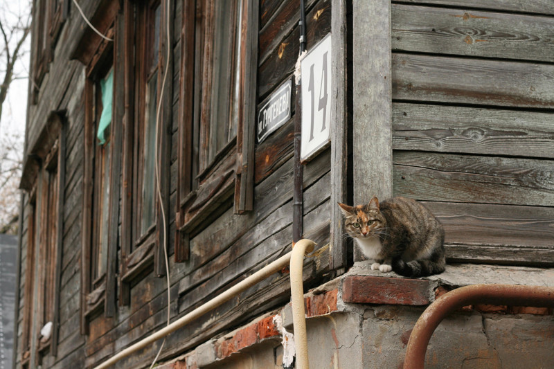 Совсем не диванные коты