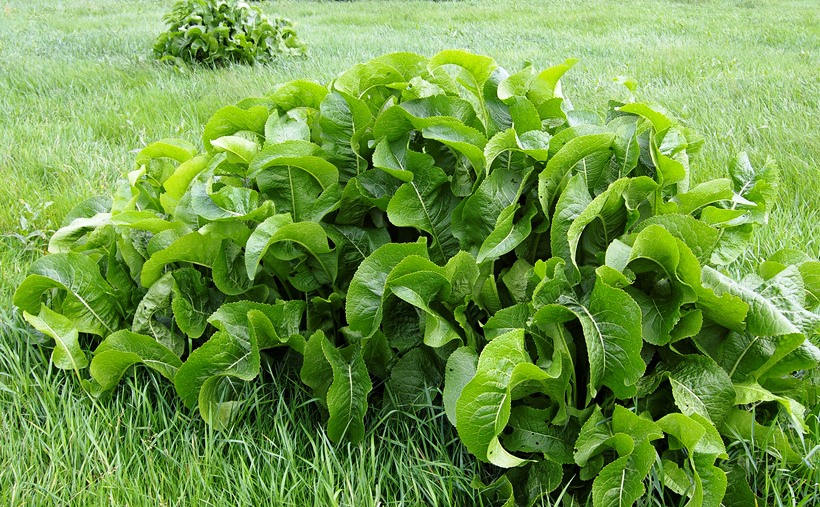 Хрен Хрен