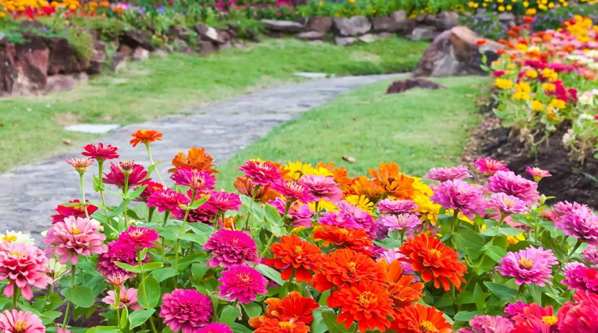 colorful flower in the garden