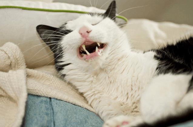 фотографии котов кот чихает
