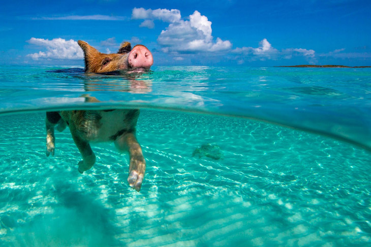 Жить как свинья на Багамах