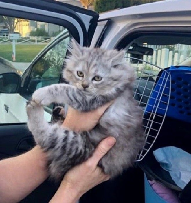 Котенка сажают в переноску Серый котенок