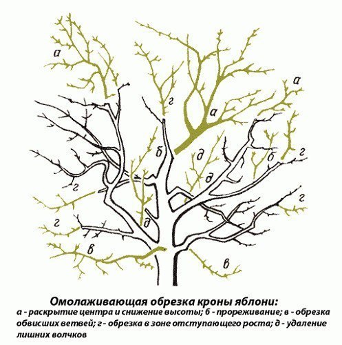 Омолаживающая обрезка яблонь осенью  Яблони — одно из самых...