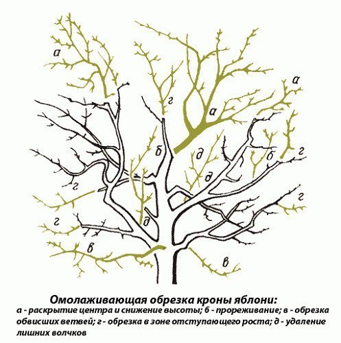 Омолаживающая обрезка яблонь осенью Яблони — одно из самых... Омолаживающая обрезка яблонь осенью Яблони — одно из самых...