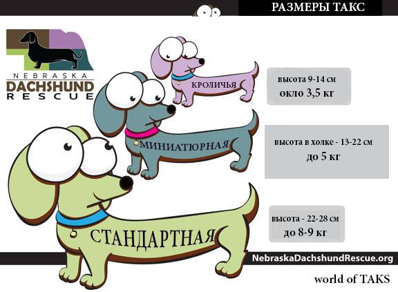 Стандартная такса размеры взрослой собаки