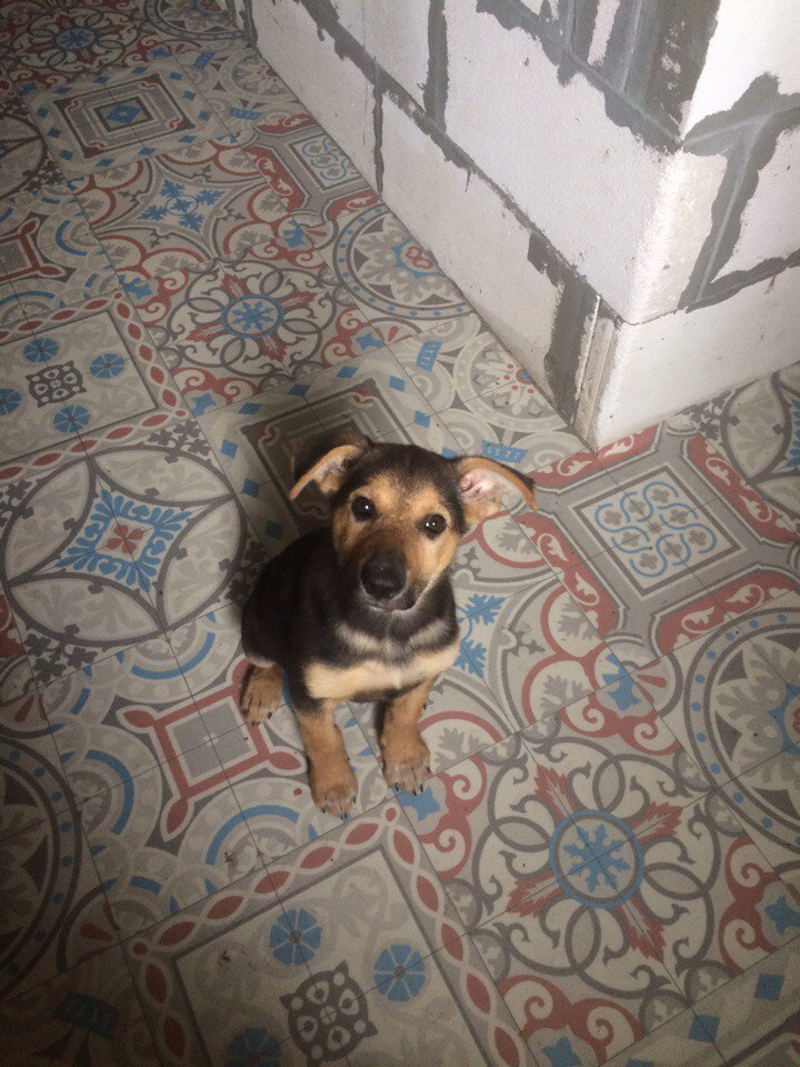 помощь щенку щенок в доме